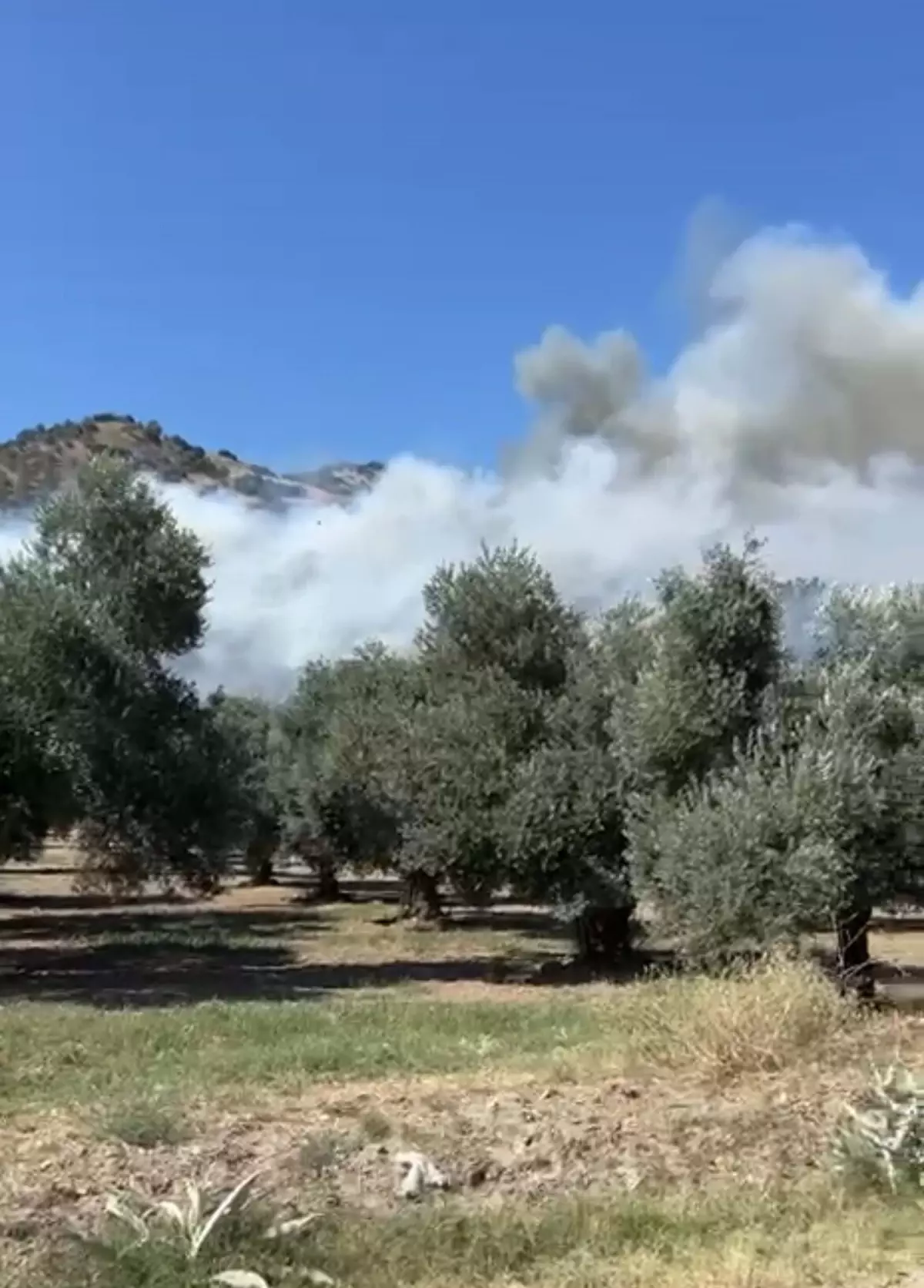 aydin-efelerde-zeytinlikte-yangin-cikti-QMXgyBsY.jpg