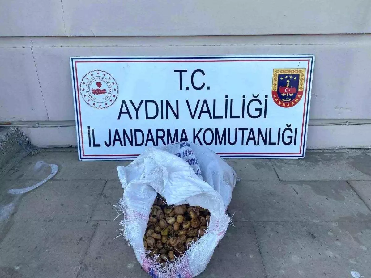 incir-hirsizlari-jandarma-tarafindan-yakalandi-dRFrsdbE.jpg