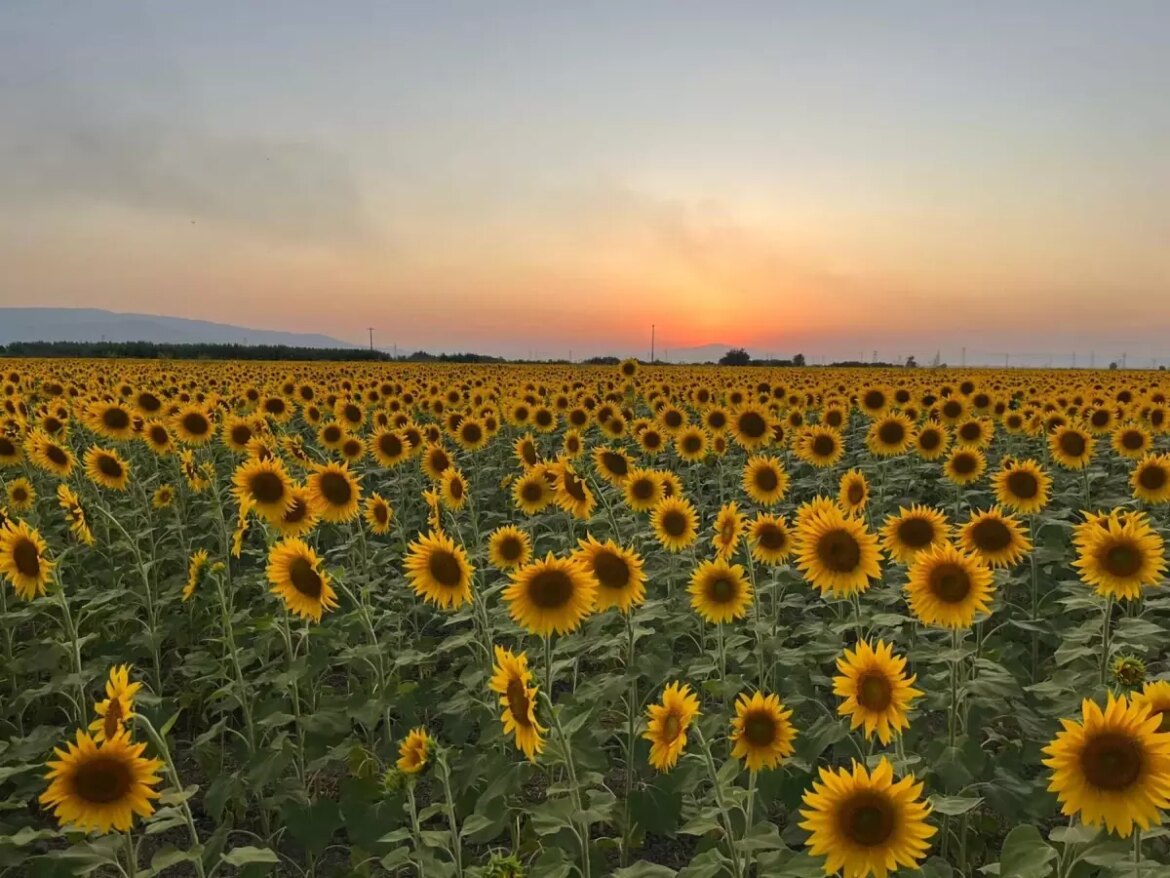 aydindaki-aycicegi-tarlalari-fotograf-tutkunlarini-agirliyor-UwKzLuys.jpg