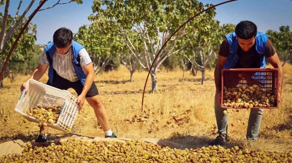 yenipazarda-istekli-gencler-incir-hasadina-dayanak-verdi-qhBcuUcF.jpg